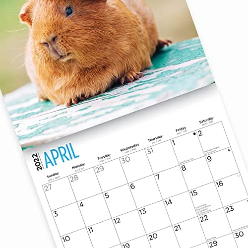 2022 Гвинеја Свињи Ѕидниот Календар со Светол Ден, 12 x 12 Инчи, Симпатична Кожен Животни Миленичиња